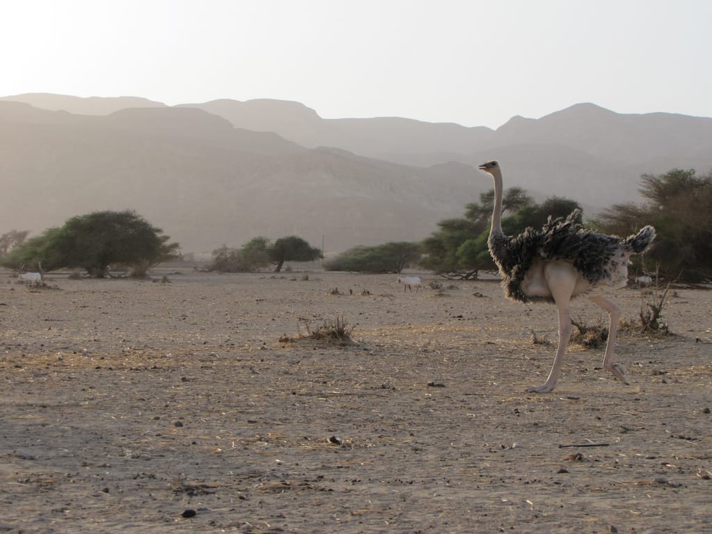 North African Ostrich
