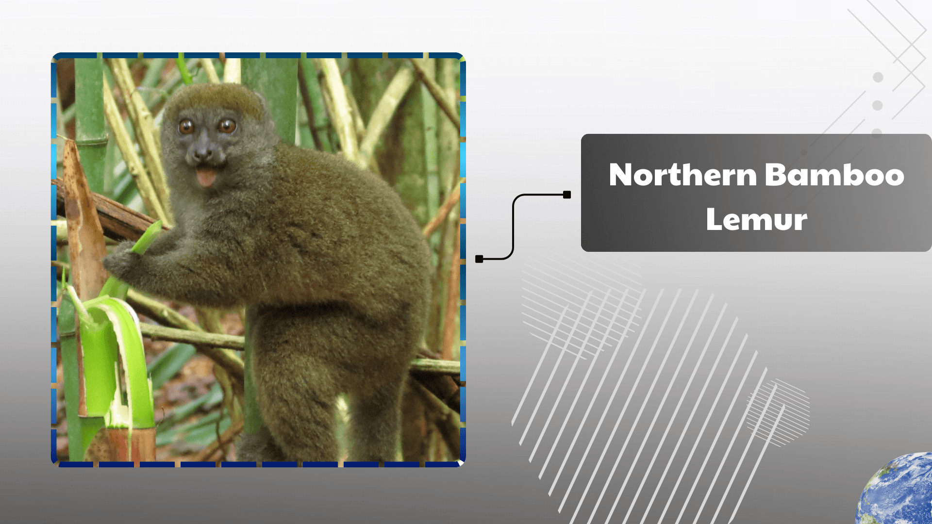 Northern-Bamboo-Lemur