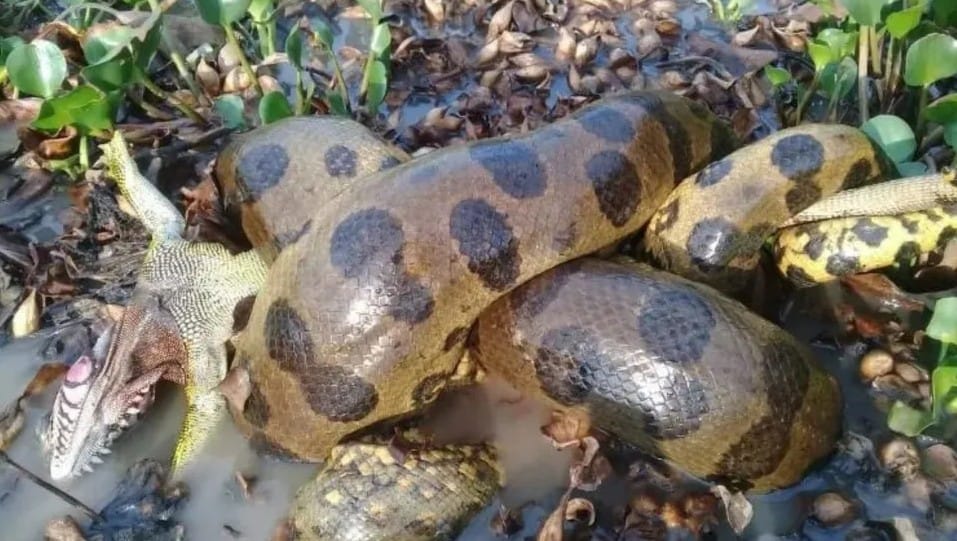 Northern Green Anaconda