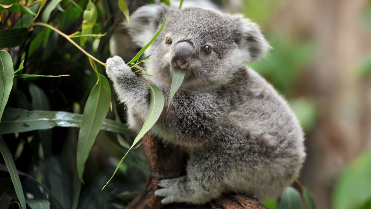 Northern Koala