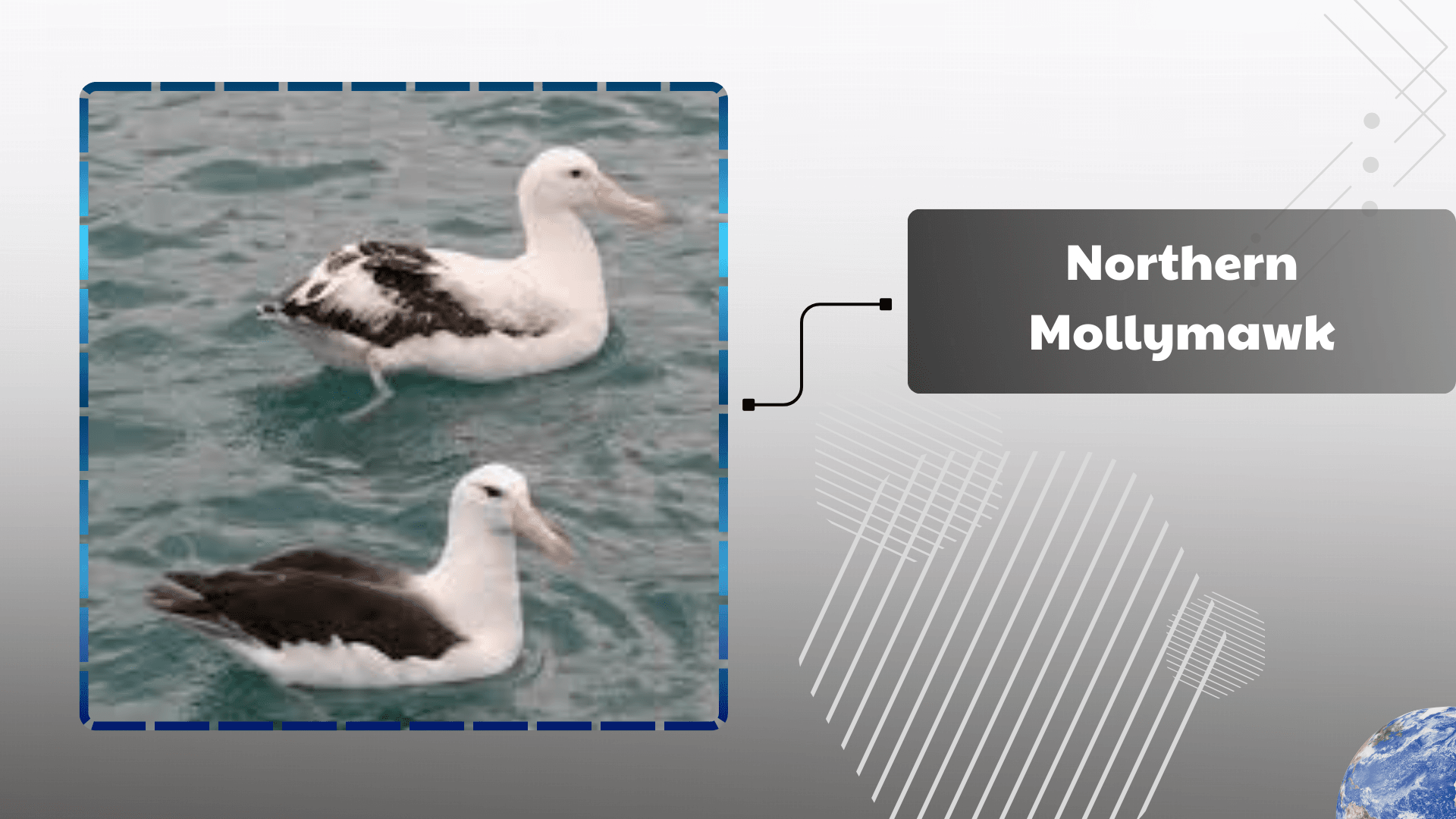 Northern-Mollymawk