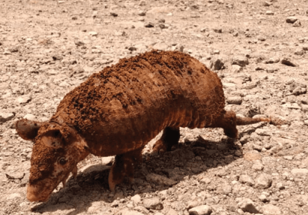 Northern Naked-Tailed Armadillo