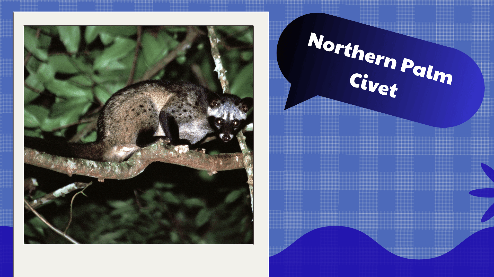 Northern Palm Civet