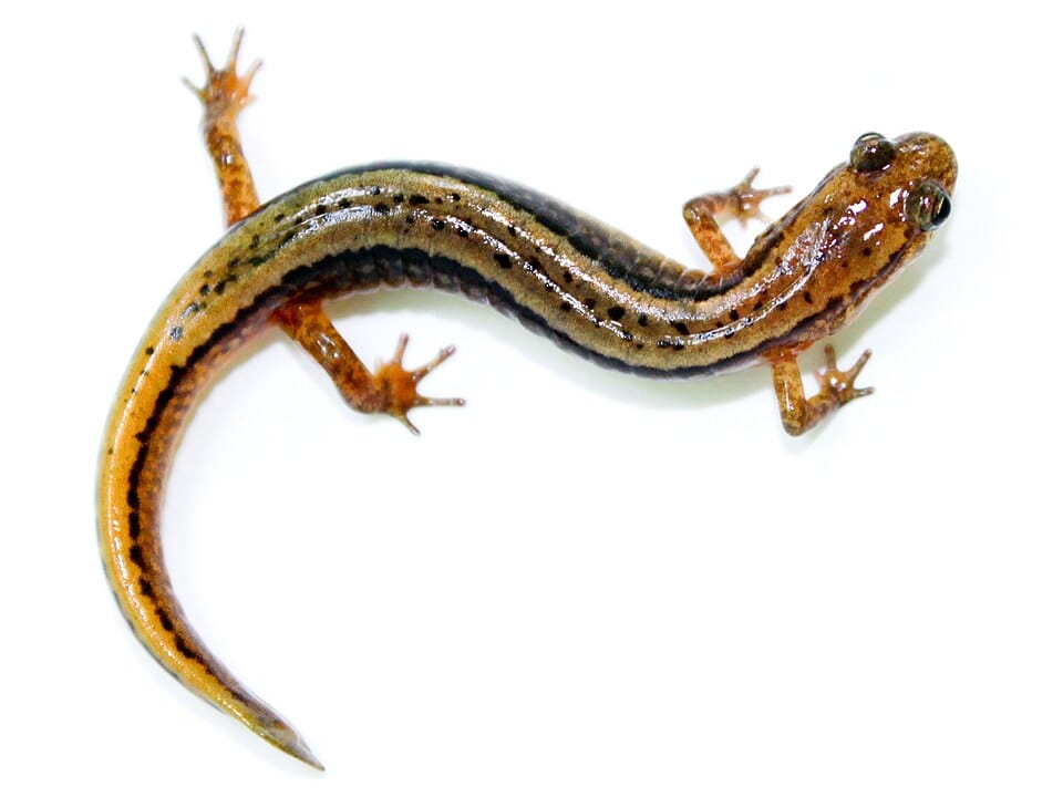 Northern-Two-lined-Salamander