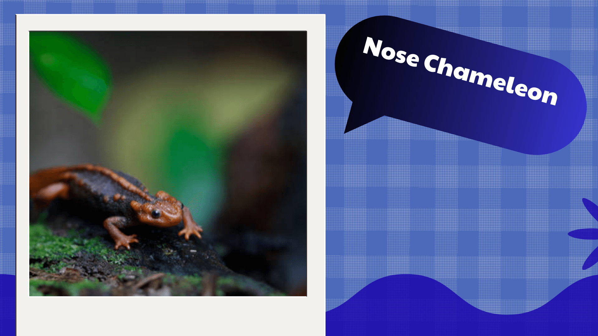 Nose Chameleon