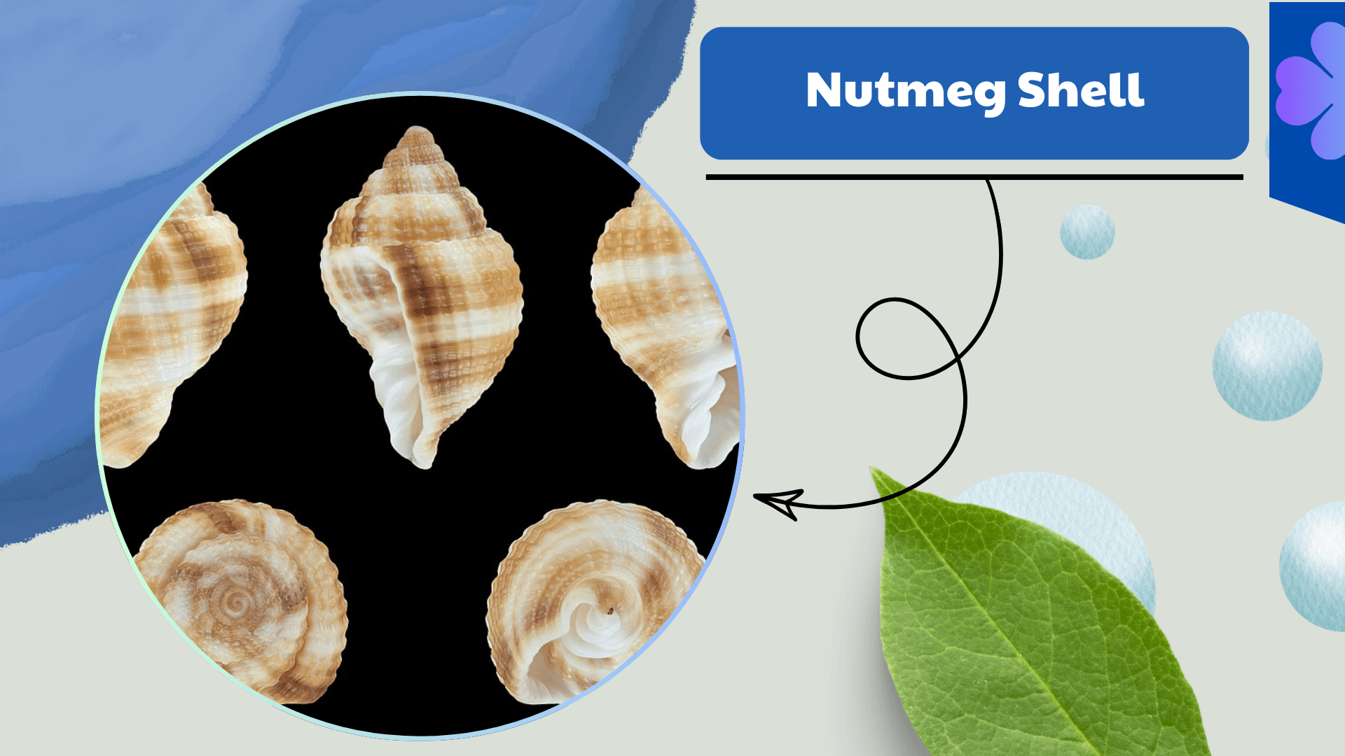 Nutmeg Shell