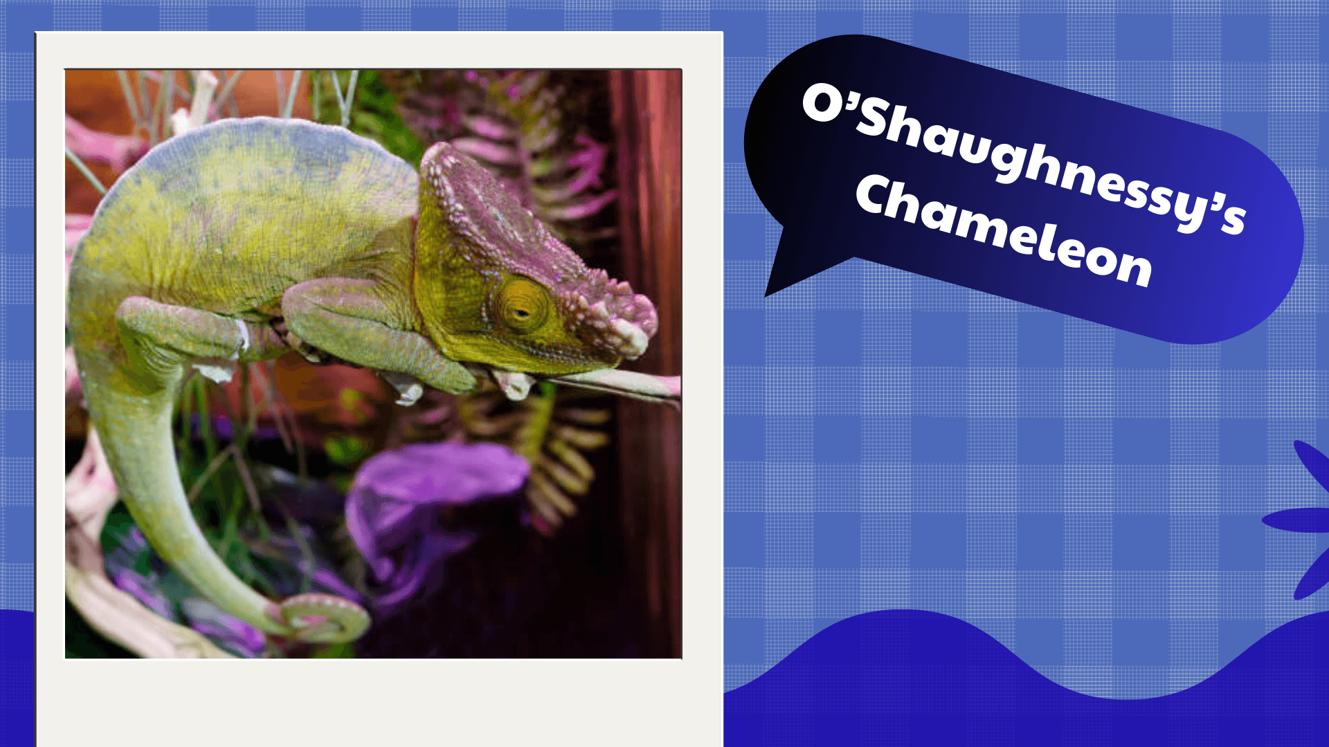 O’Shaughnessy’s Chameleon