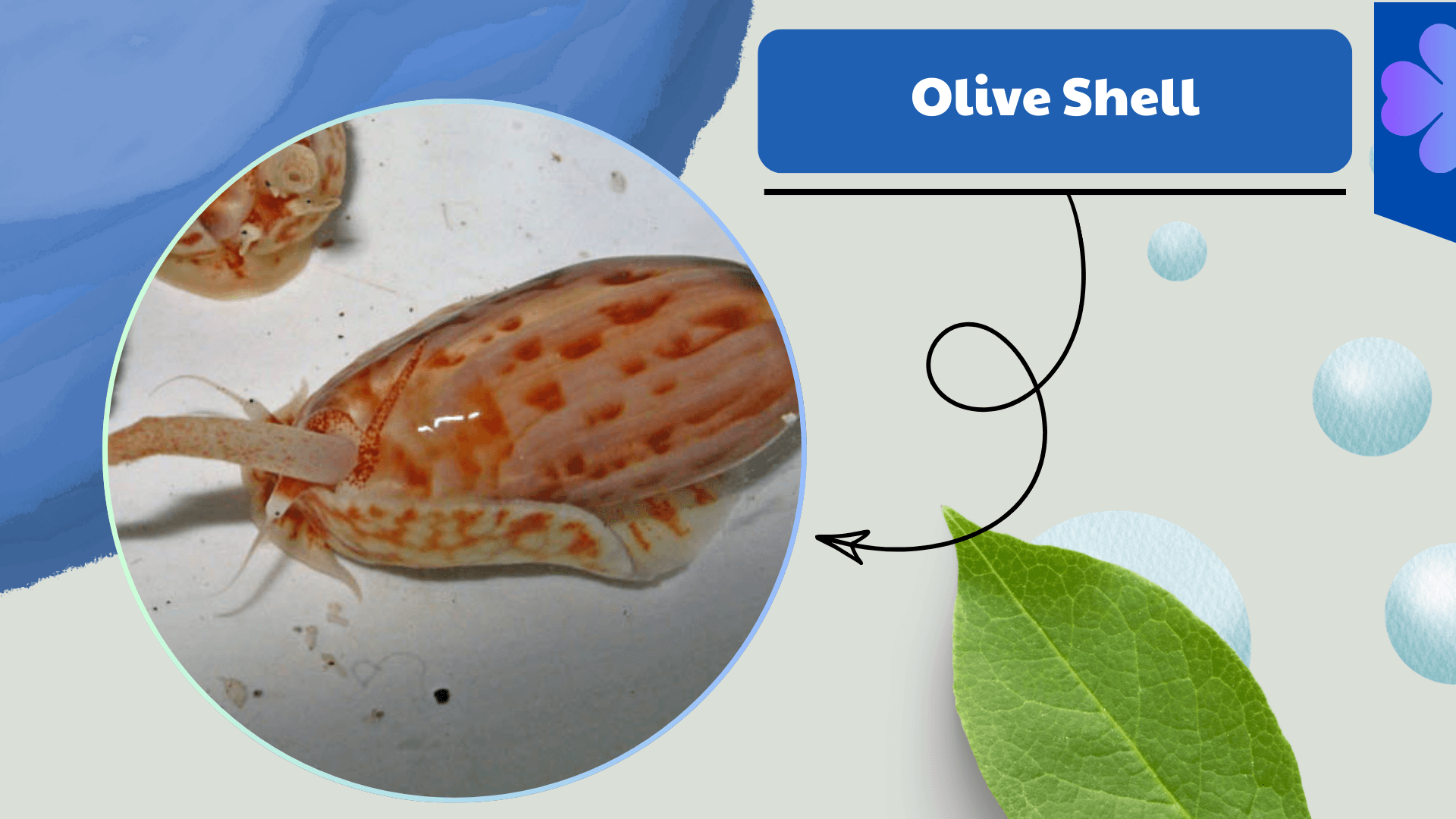 Olive Shell