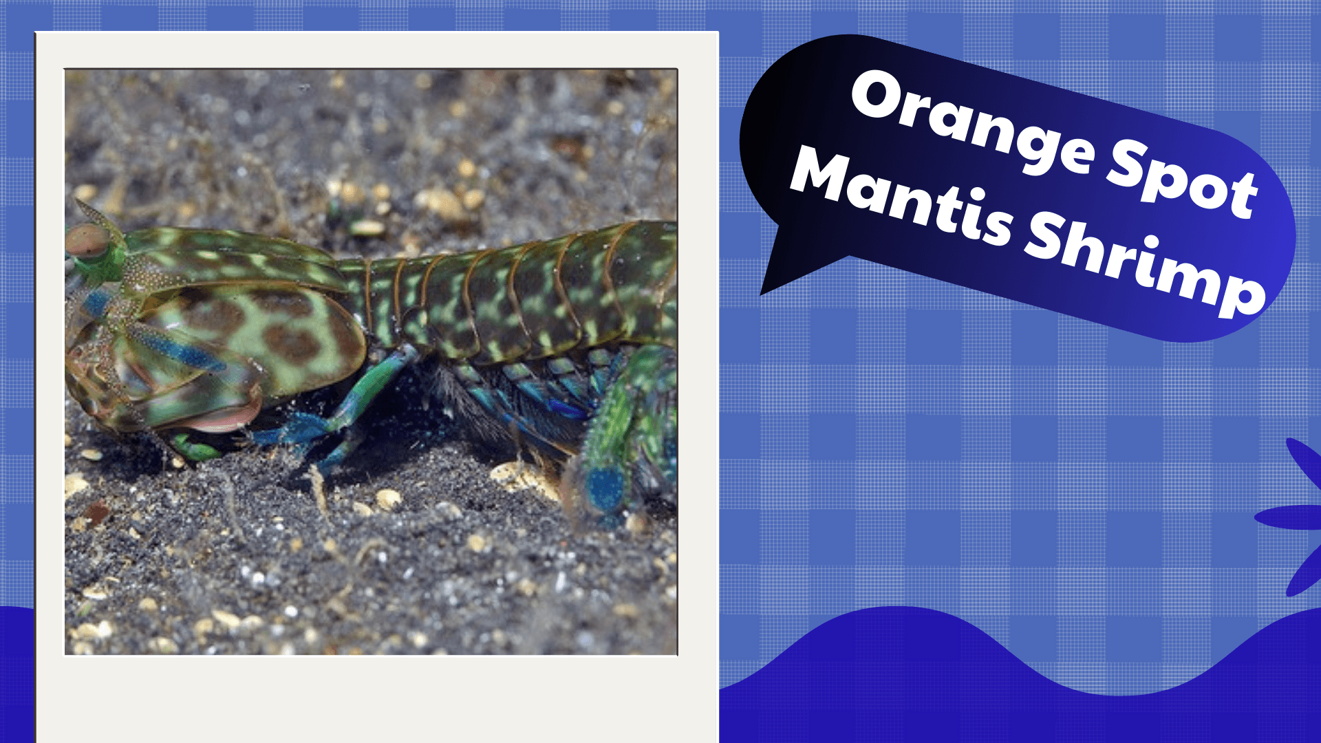 Orange-Spot-Mantis-Shrimp