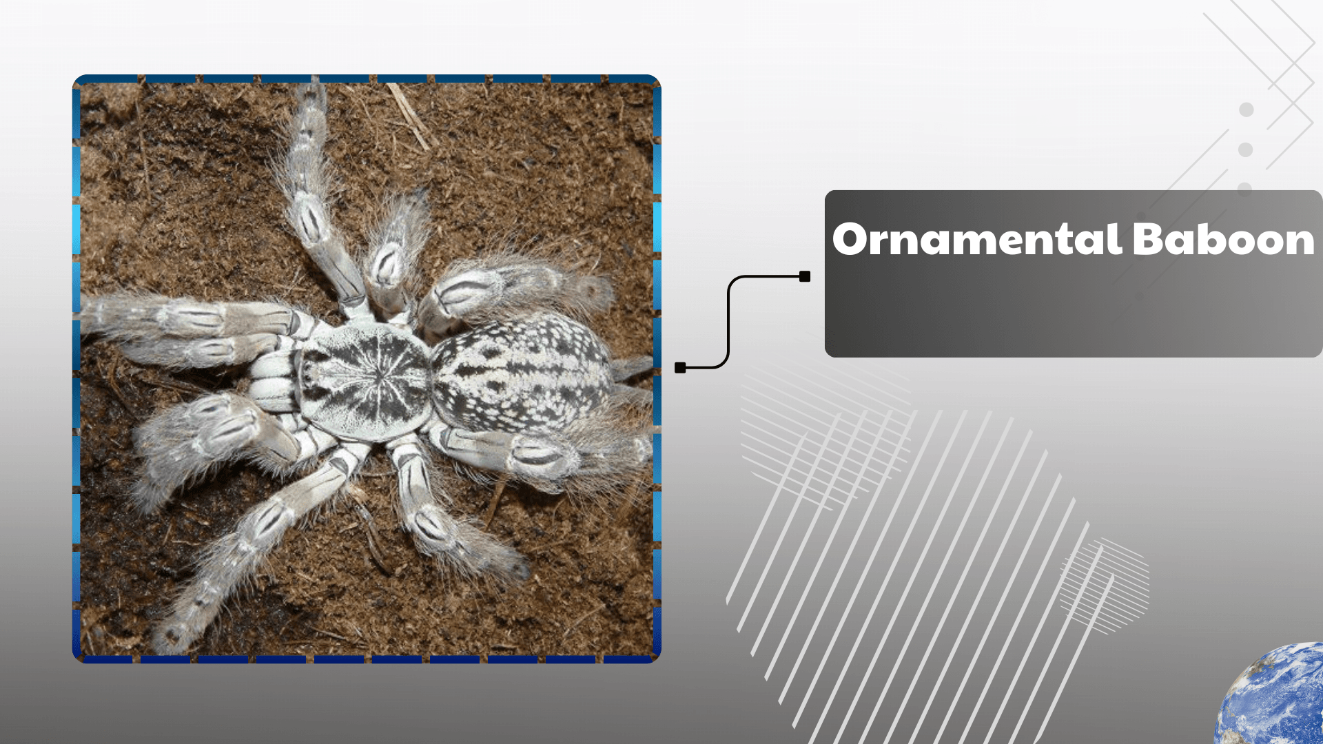 Ornamental Baboon