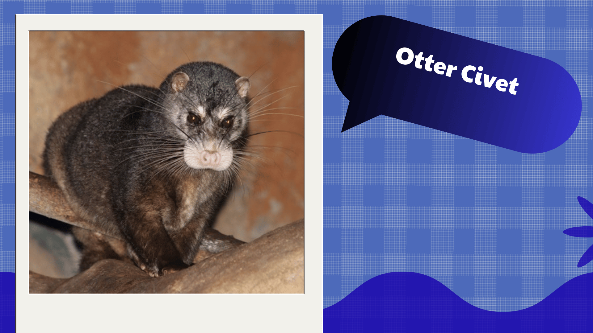 Otter Civet