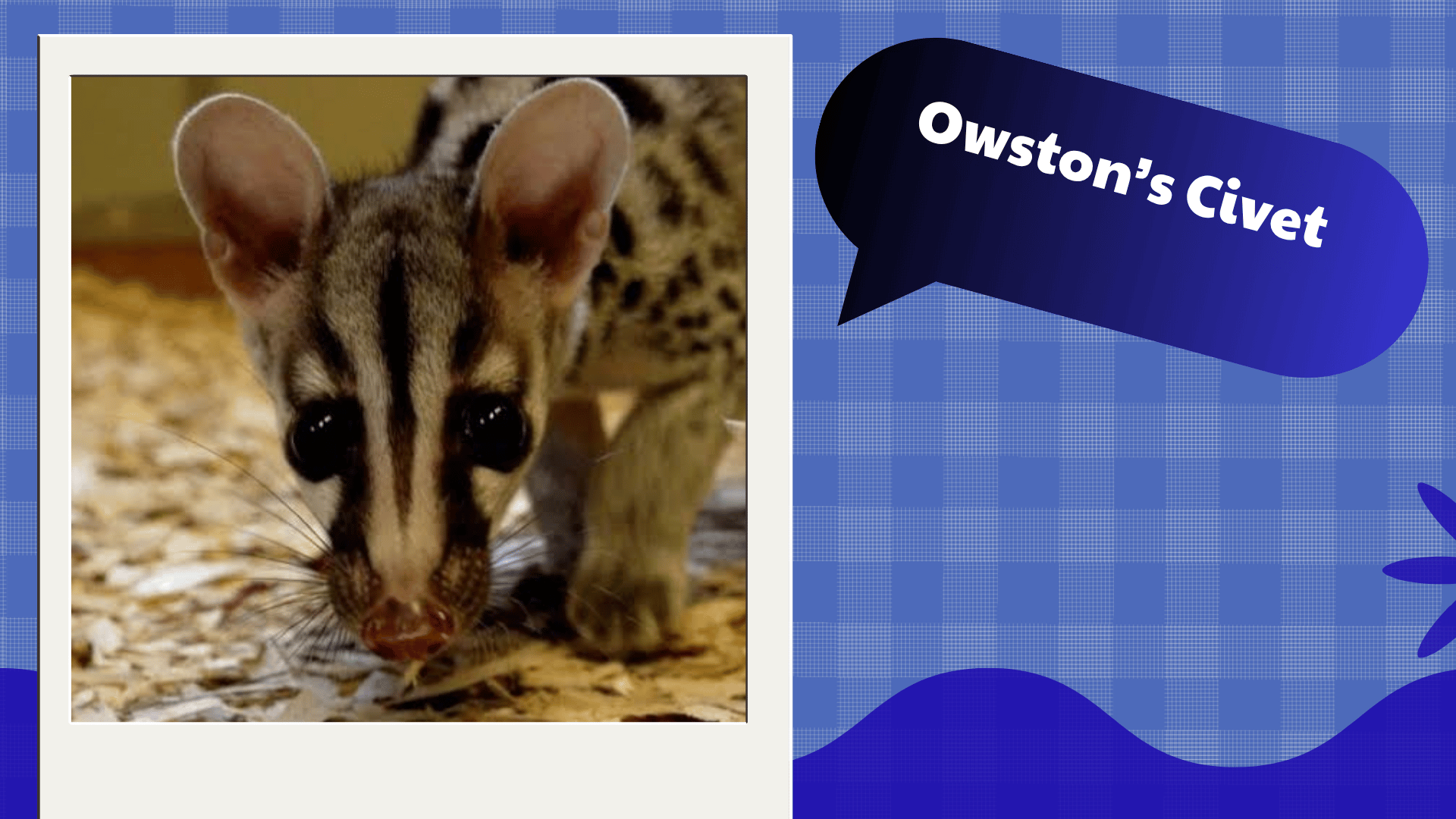 Owston’s Civet