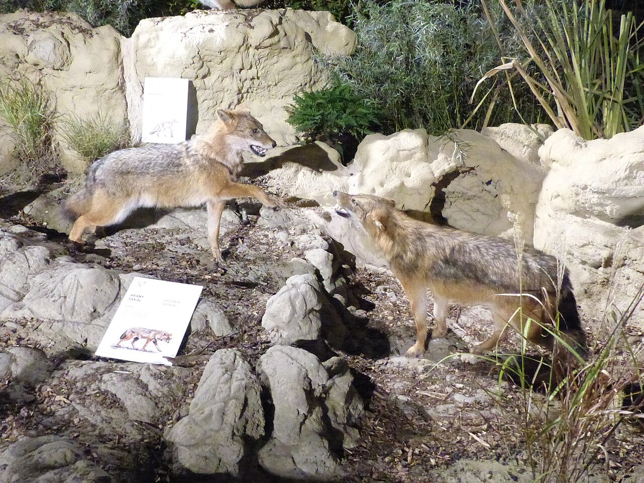 Pannonian Jackal