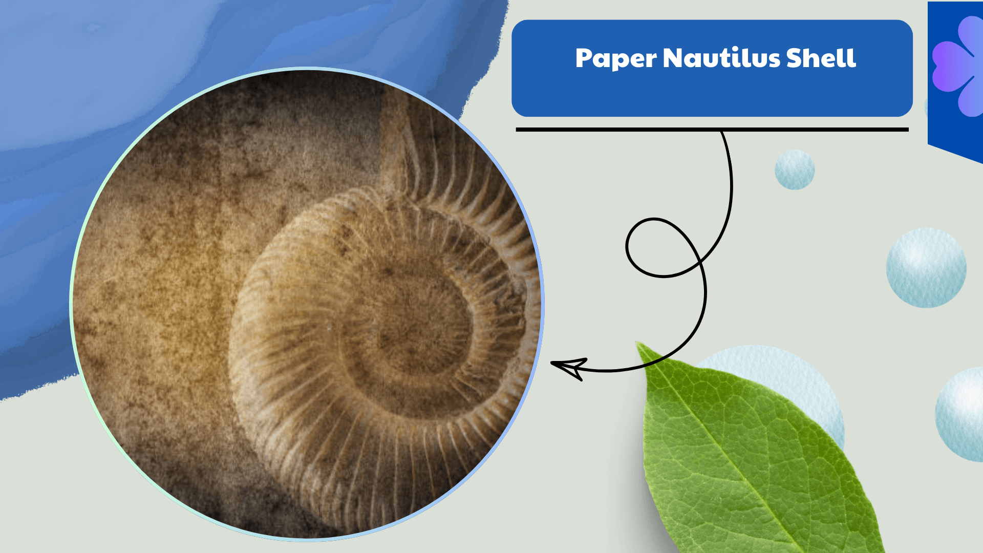 Paper Nautilus Shell