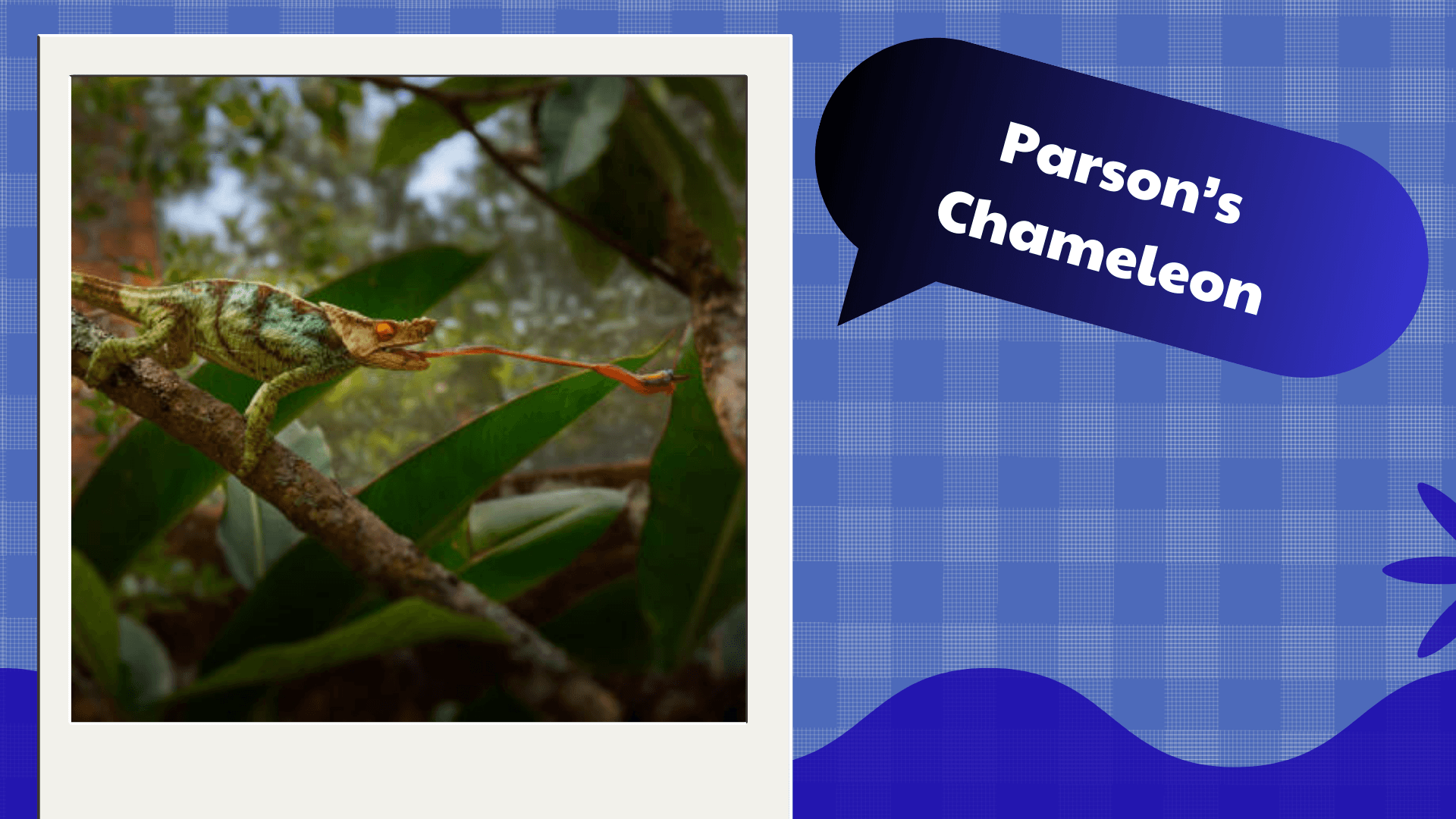 Parson’s Chameleon