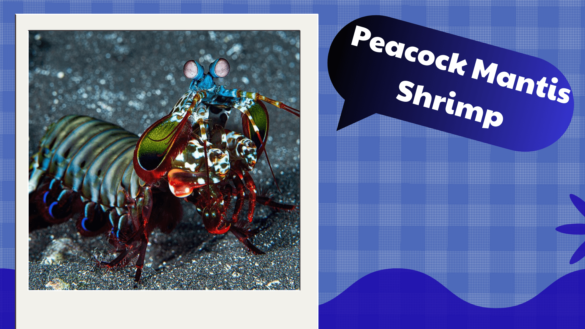 Peacock-Mantis-Shrimp