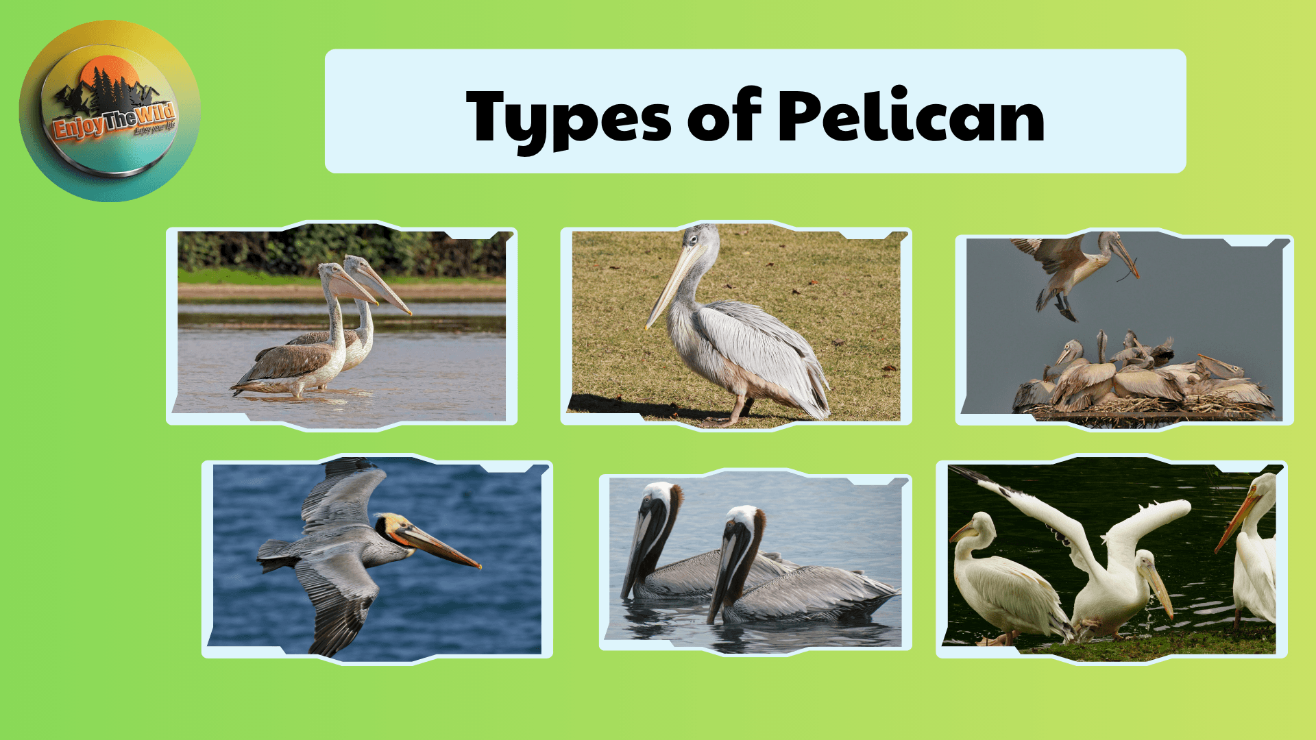Pelican