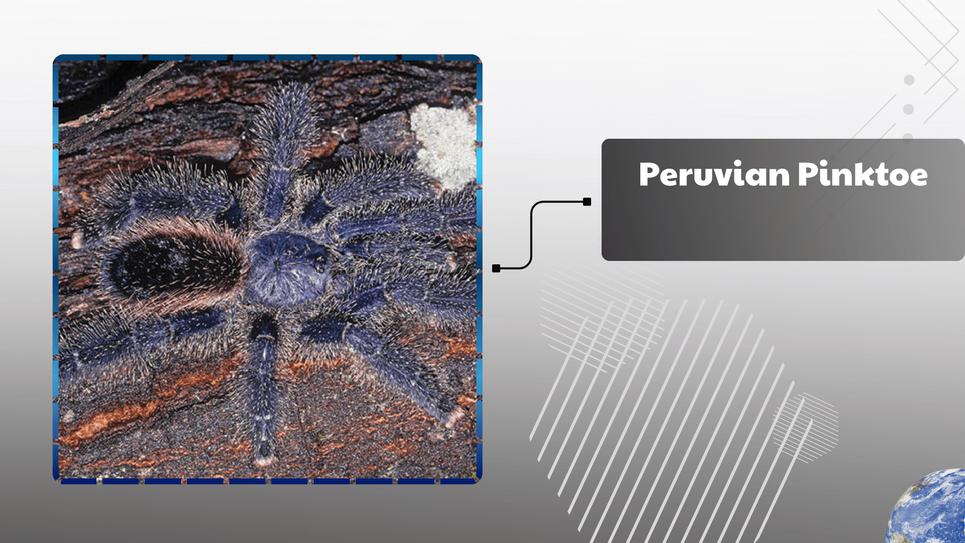 Peruvian Pinktoe Tarantula