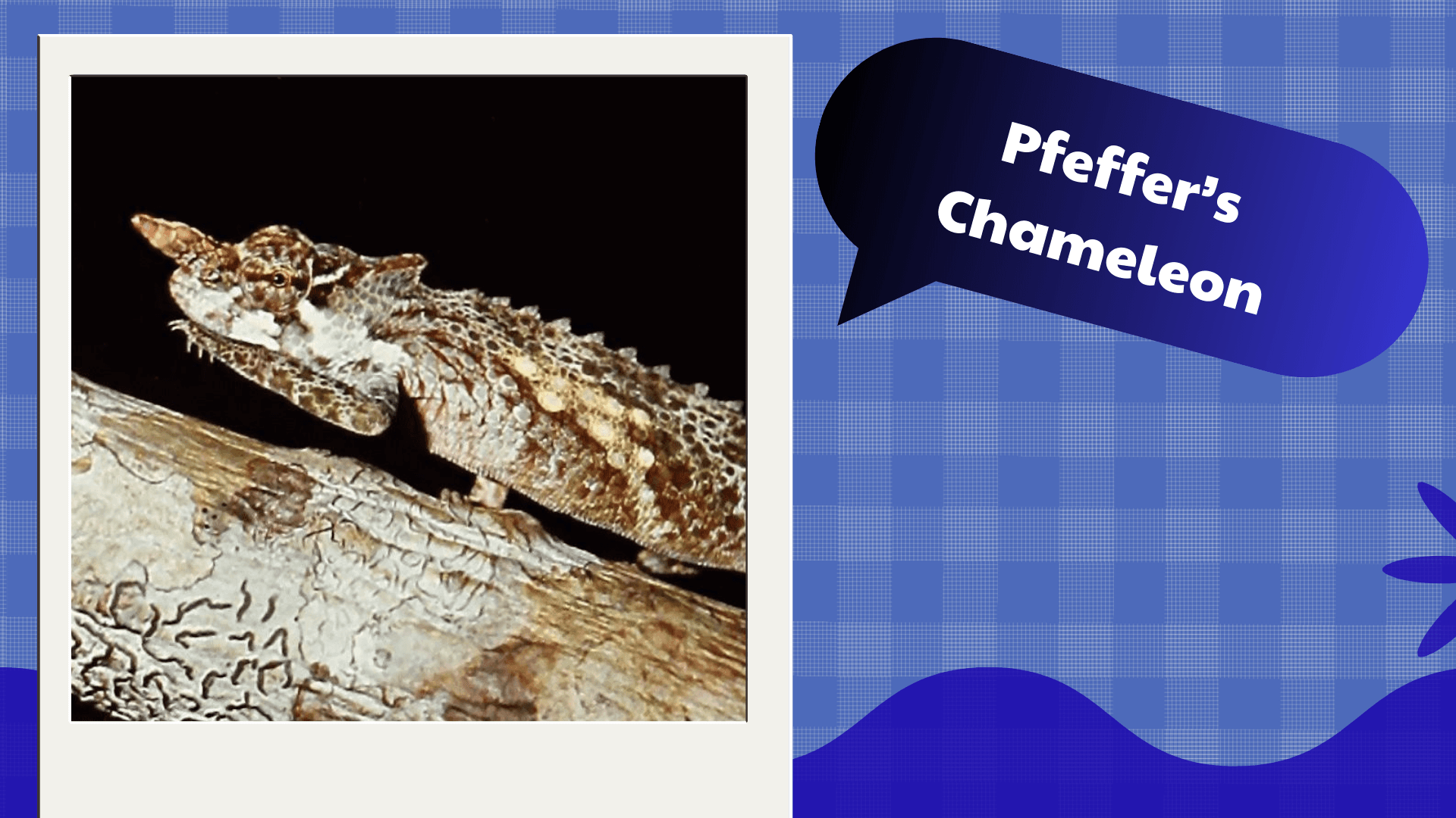 Pfeffer’s Chameleon
