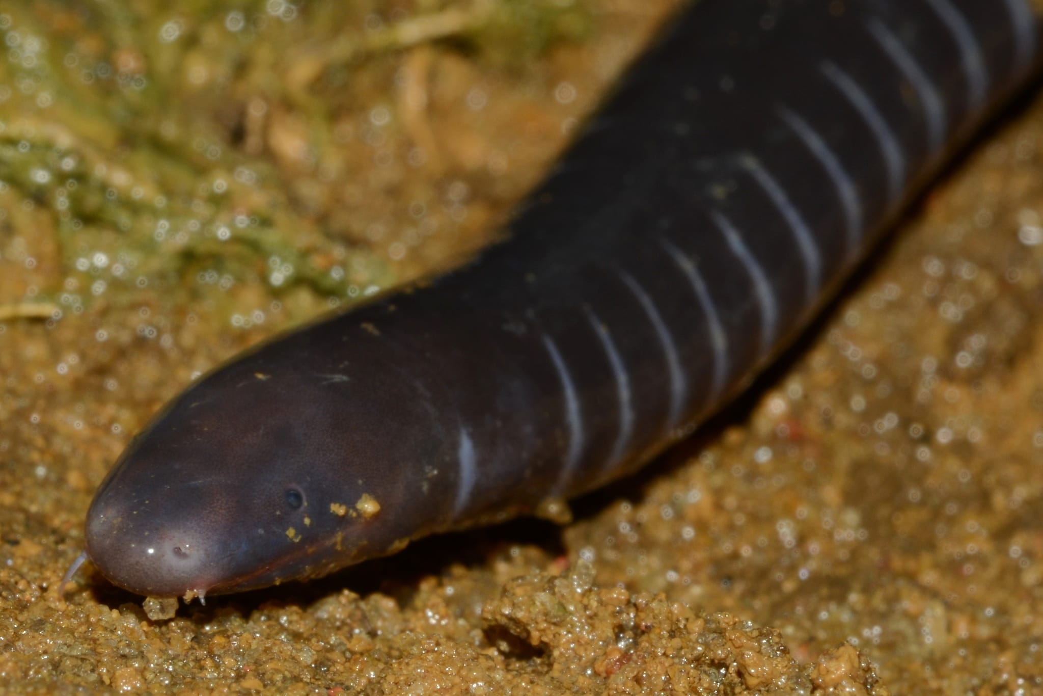 Philippine-Caecilian
