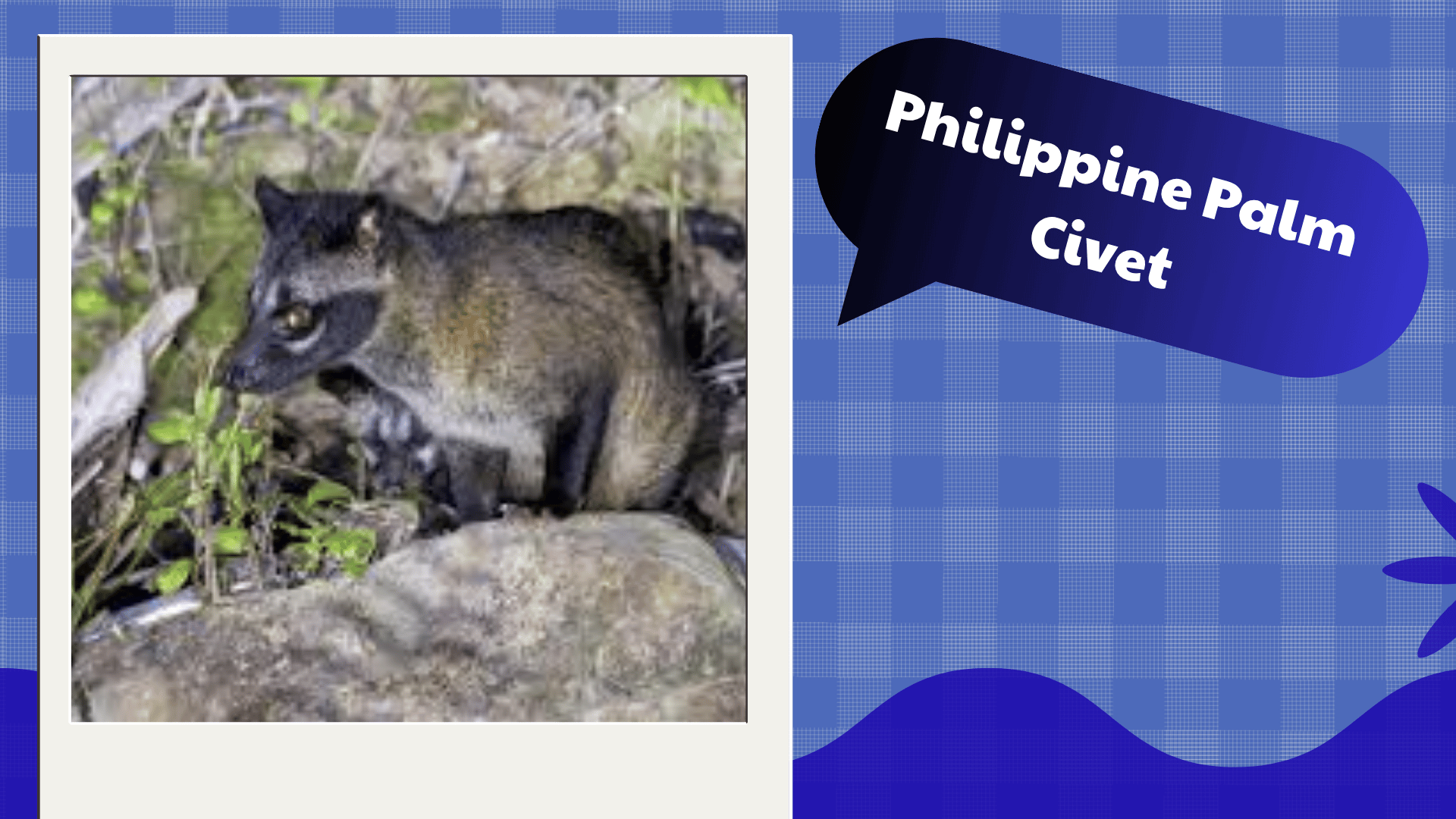 Philippine Palm Civet