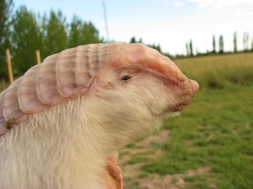 Pink Fairy Armadillo