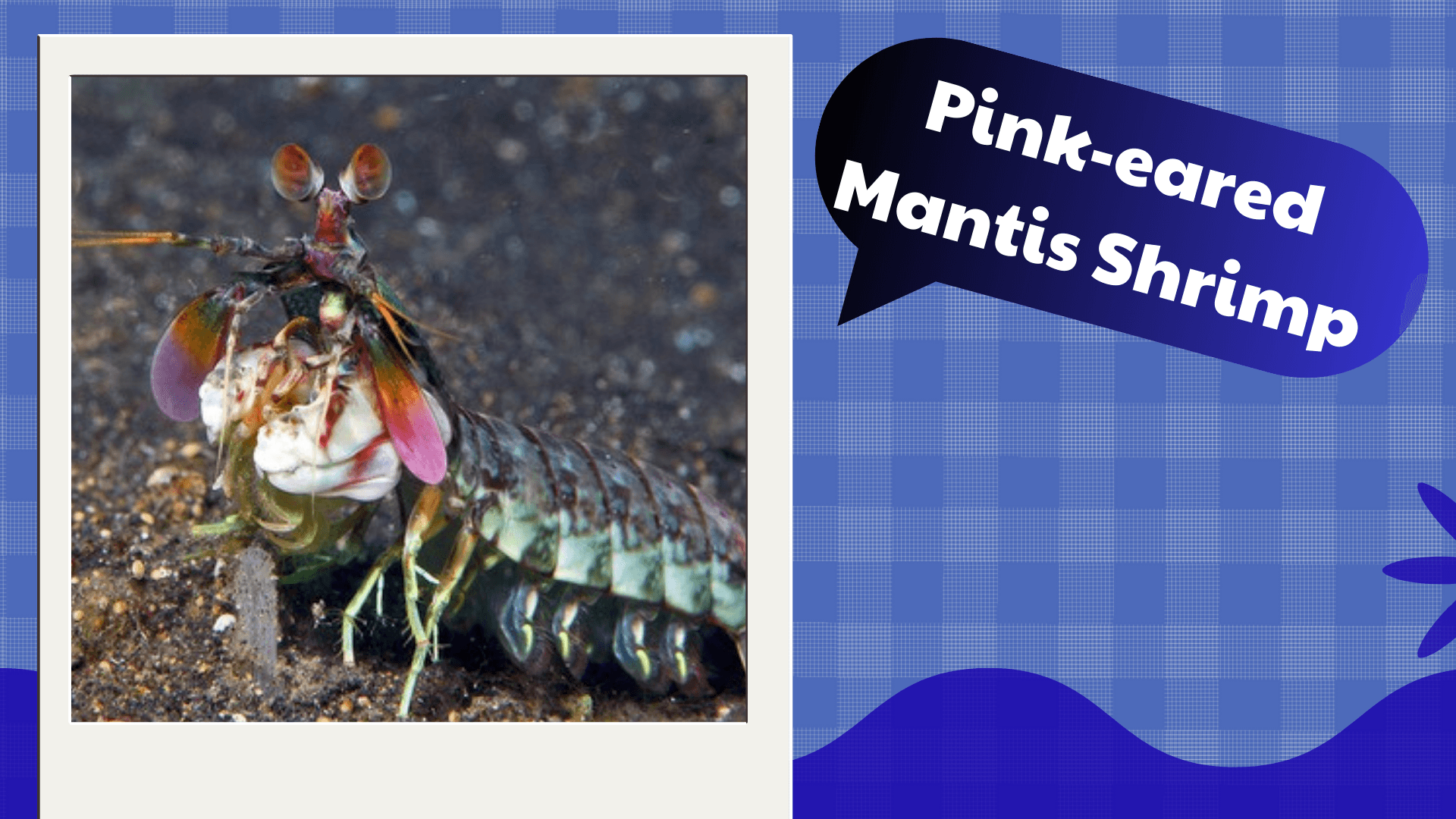 Pink-eared-Mantis-Shrimp