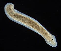 Planarian-Flatworm