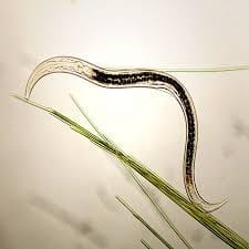 Plant-Parasitic-Worm
