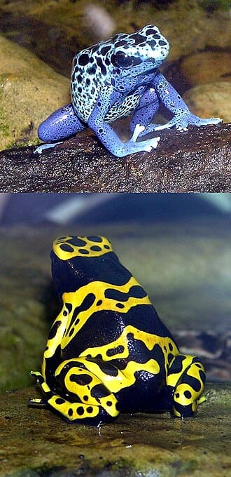 Poison-Dart-Frog