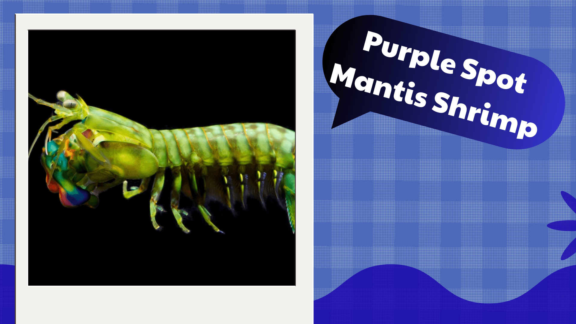 Purple-Spot-Mantis-Shrimp