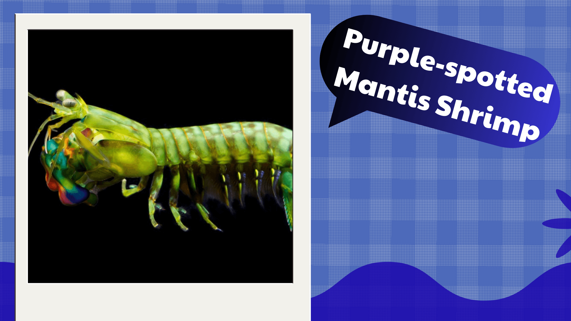 Purple-spotted-Mantis-Shrimp