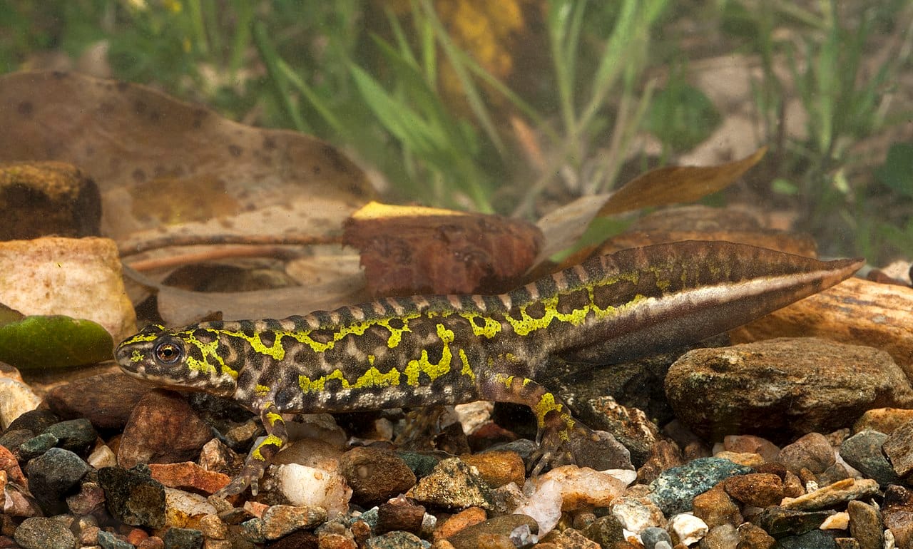 Pygmy Marbled Newt