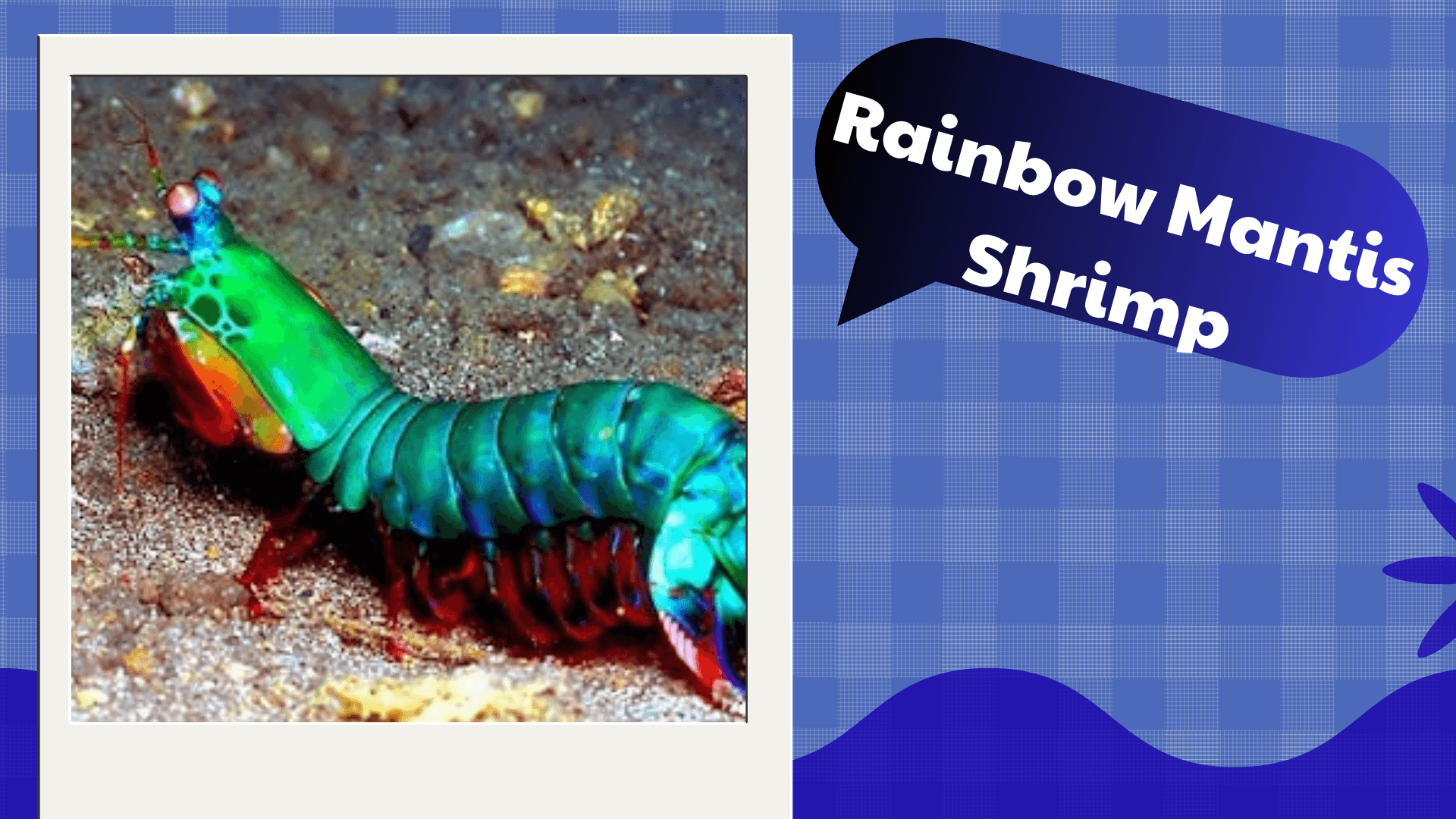 Rainbow-Mantis-Shrimp