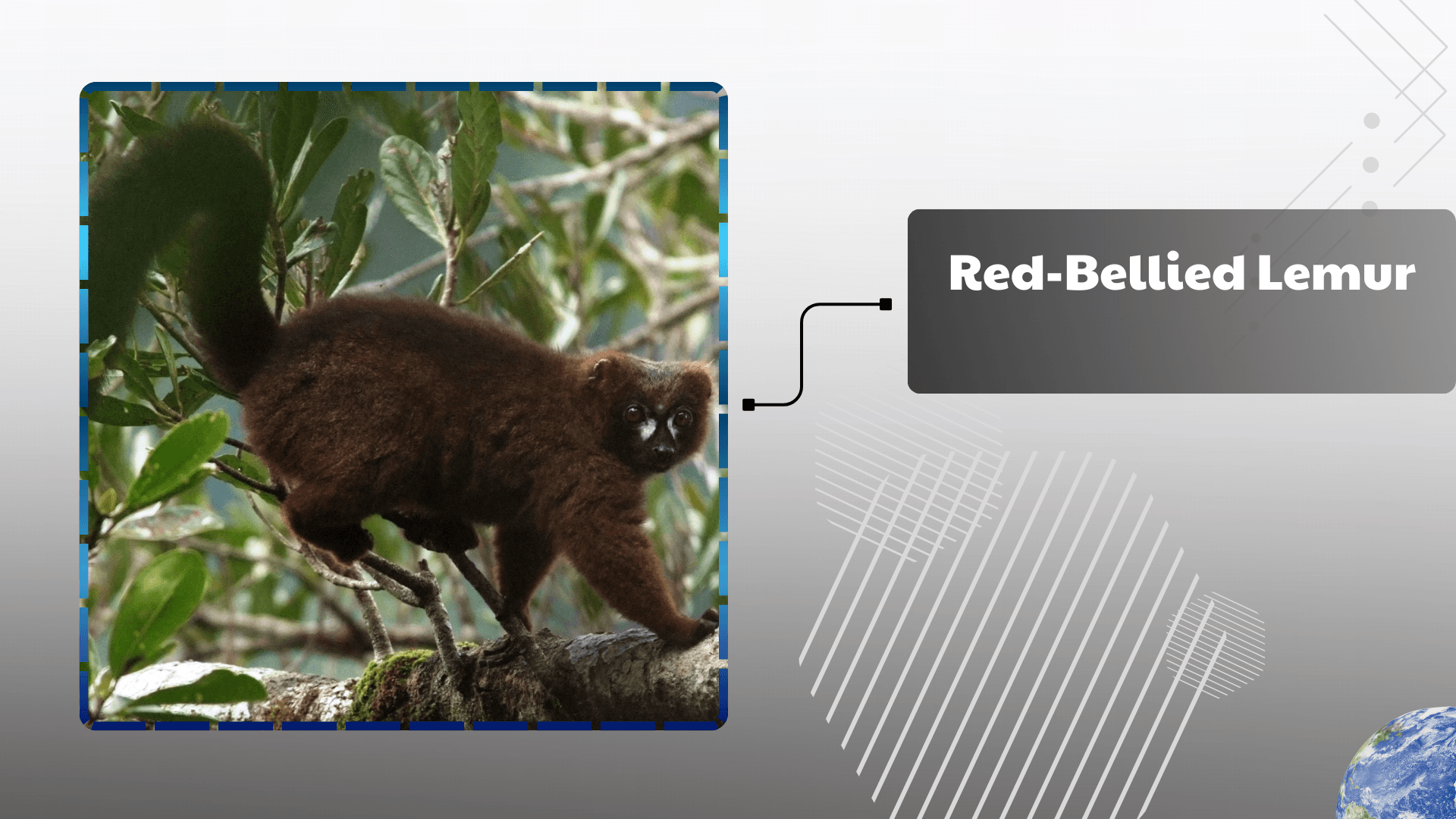 Red-Bellied-Lemur