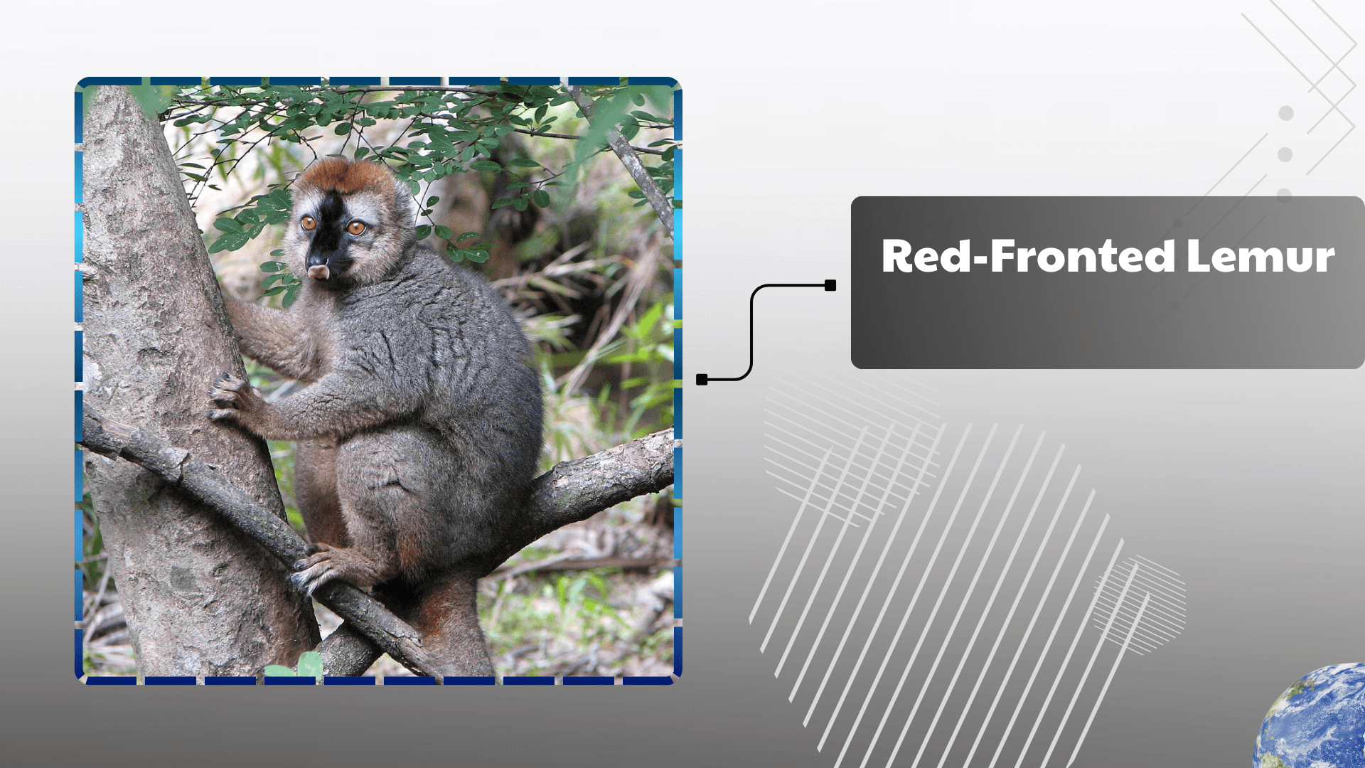 Red-Fronted-Lemur