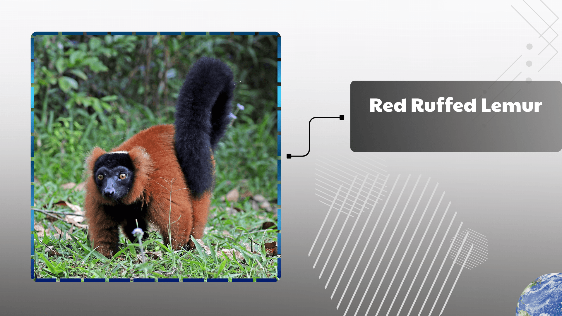 Red-Ruffed-Lemur
