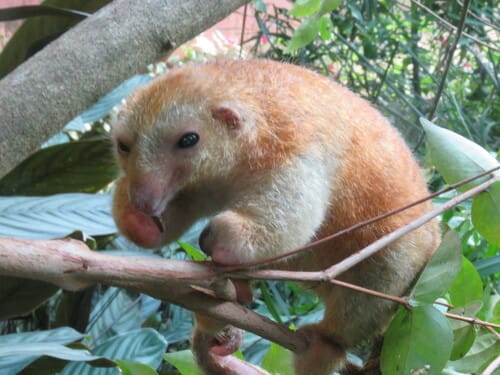 Red Silky Anteater
