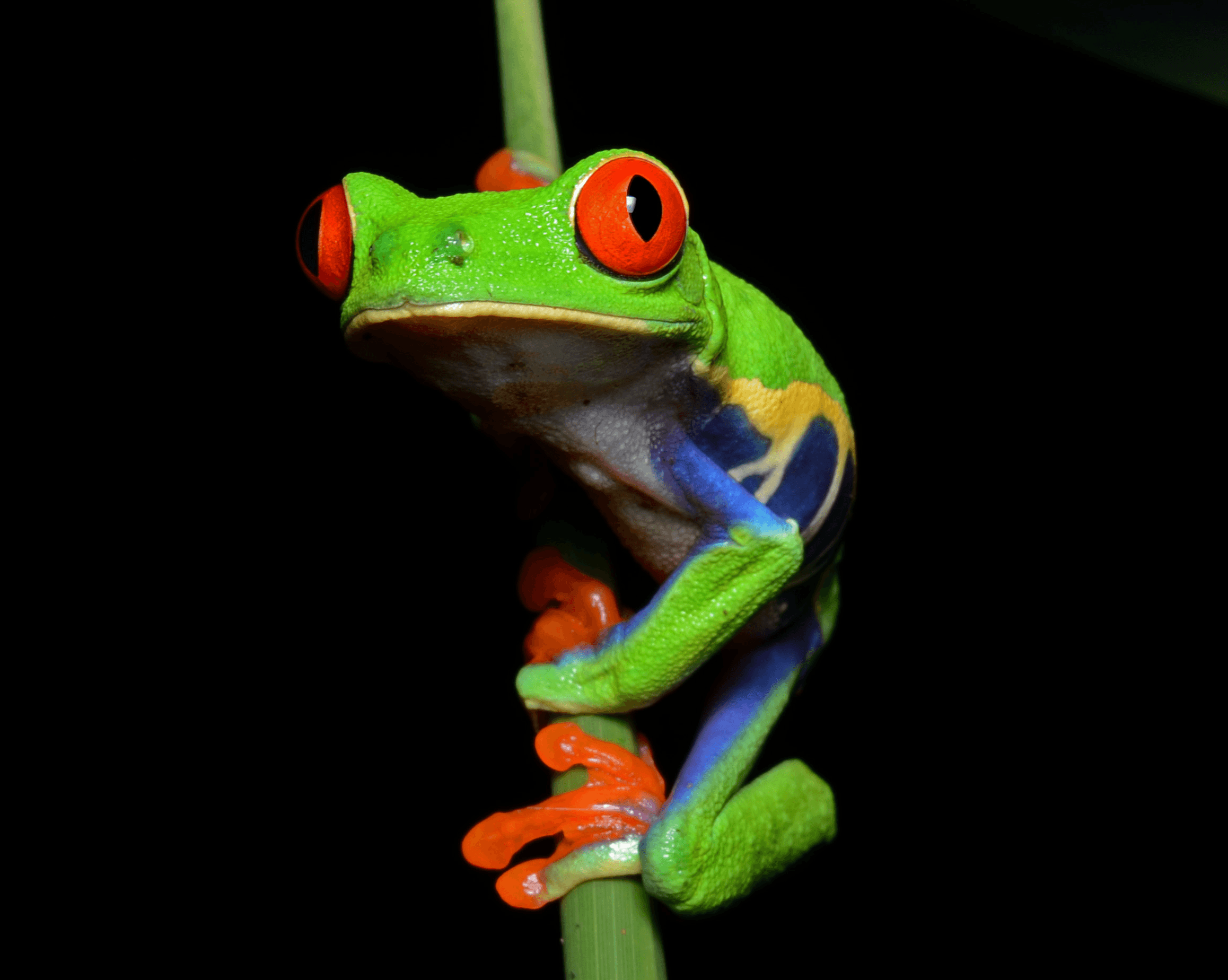 Red-eyed-Tree-Frog
