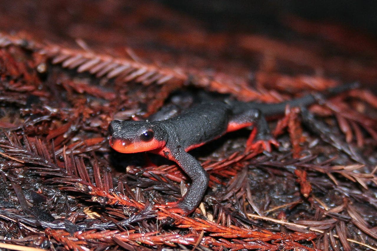 Red‑bellied Newt