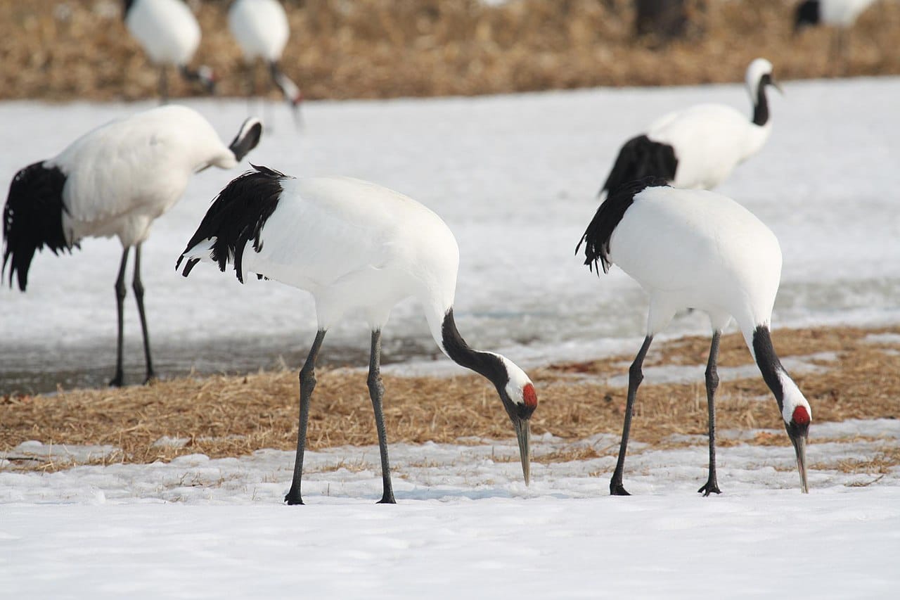 Red‑crowned Crane