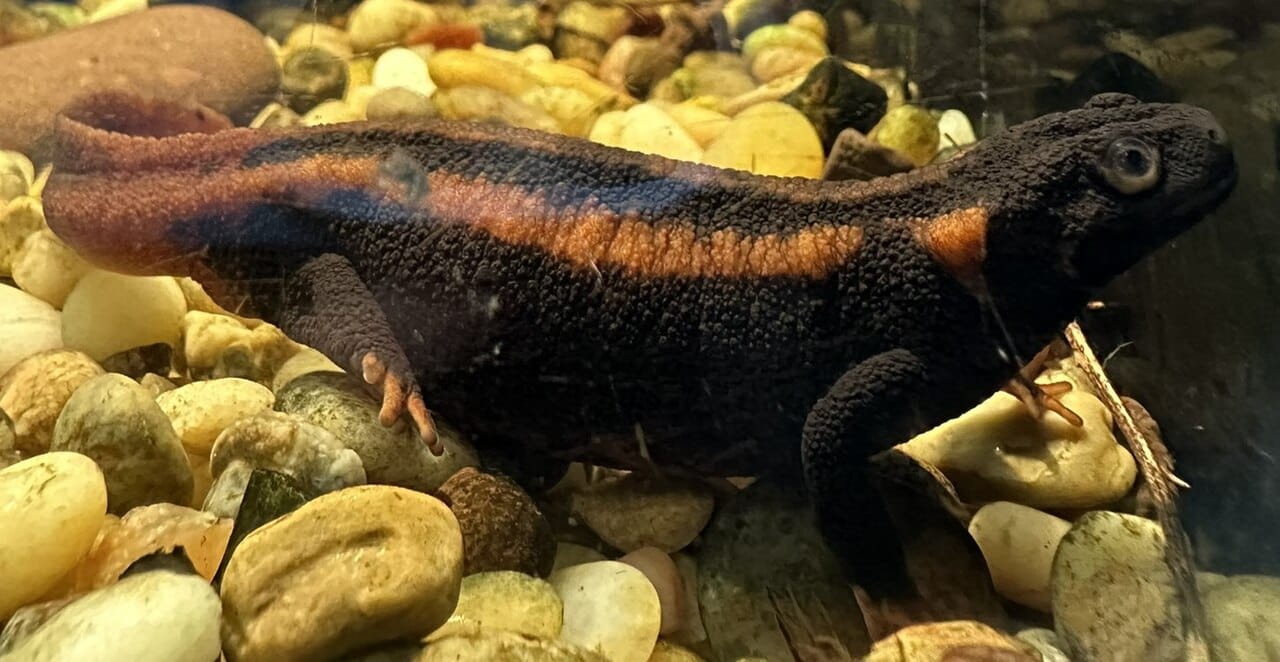 Red‑tailed Knobby Newt
