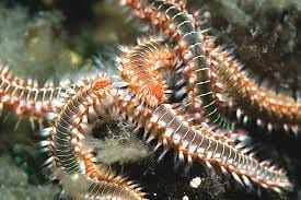 Reef-Bristle-Worm