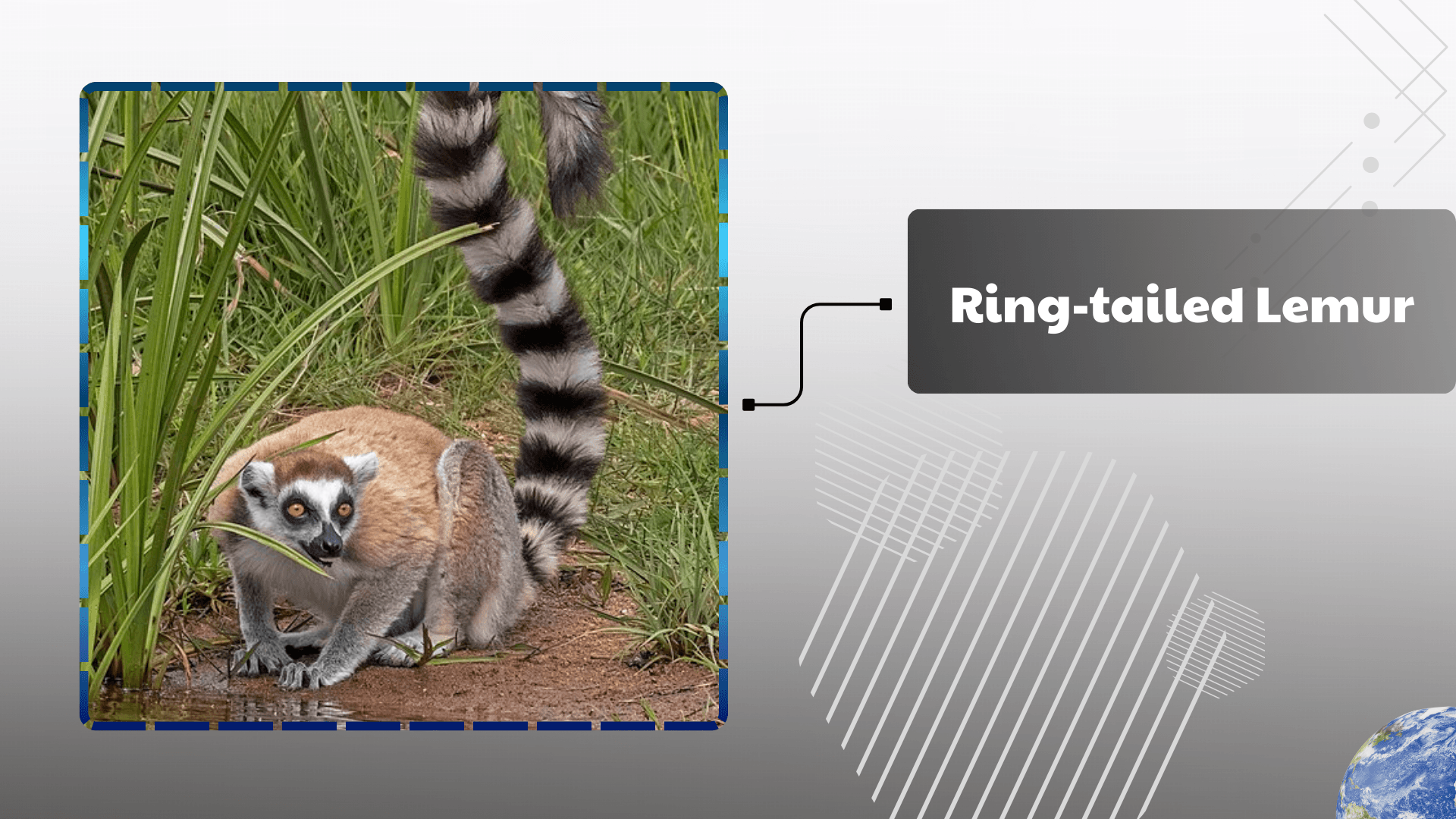 Ring-tailed-Lemur