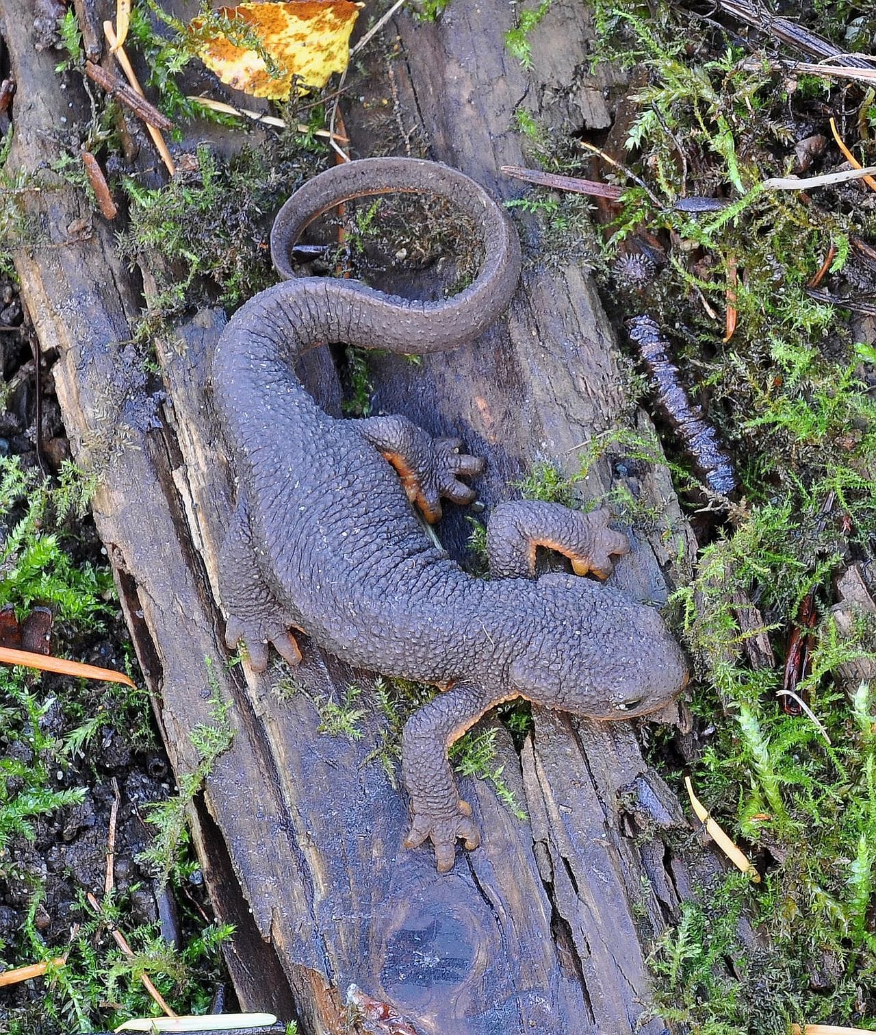 Rough-Skinned Newt