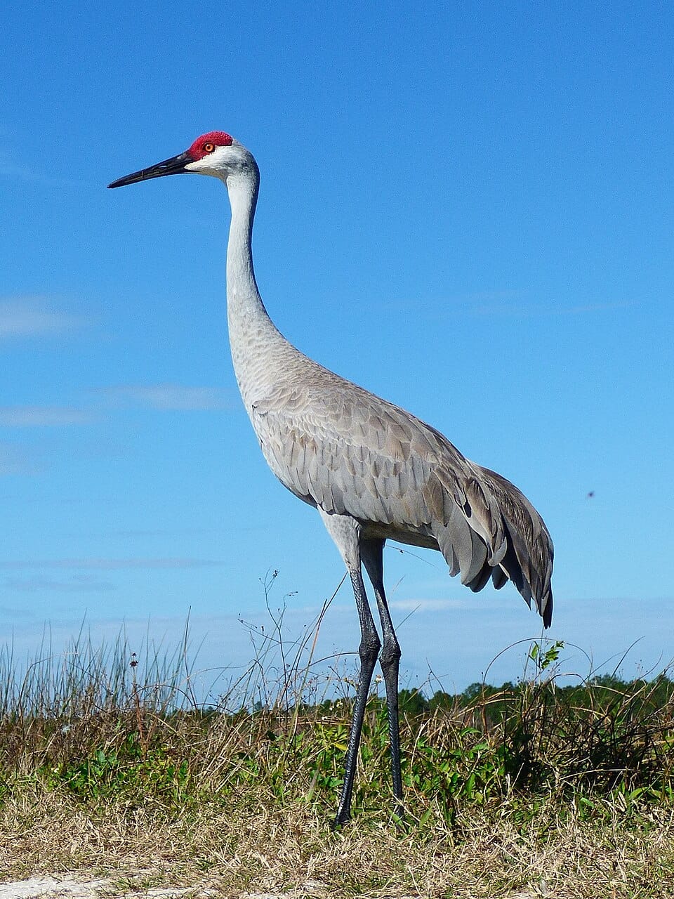 15 Types Of Cranes Pictures And Identification 15 Types Of Cranes Pictures And Identification