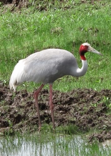 Sarus Crane