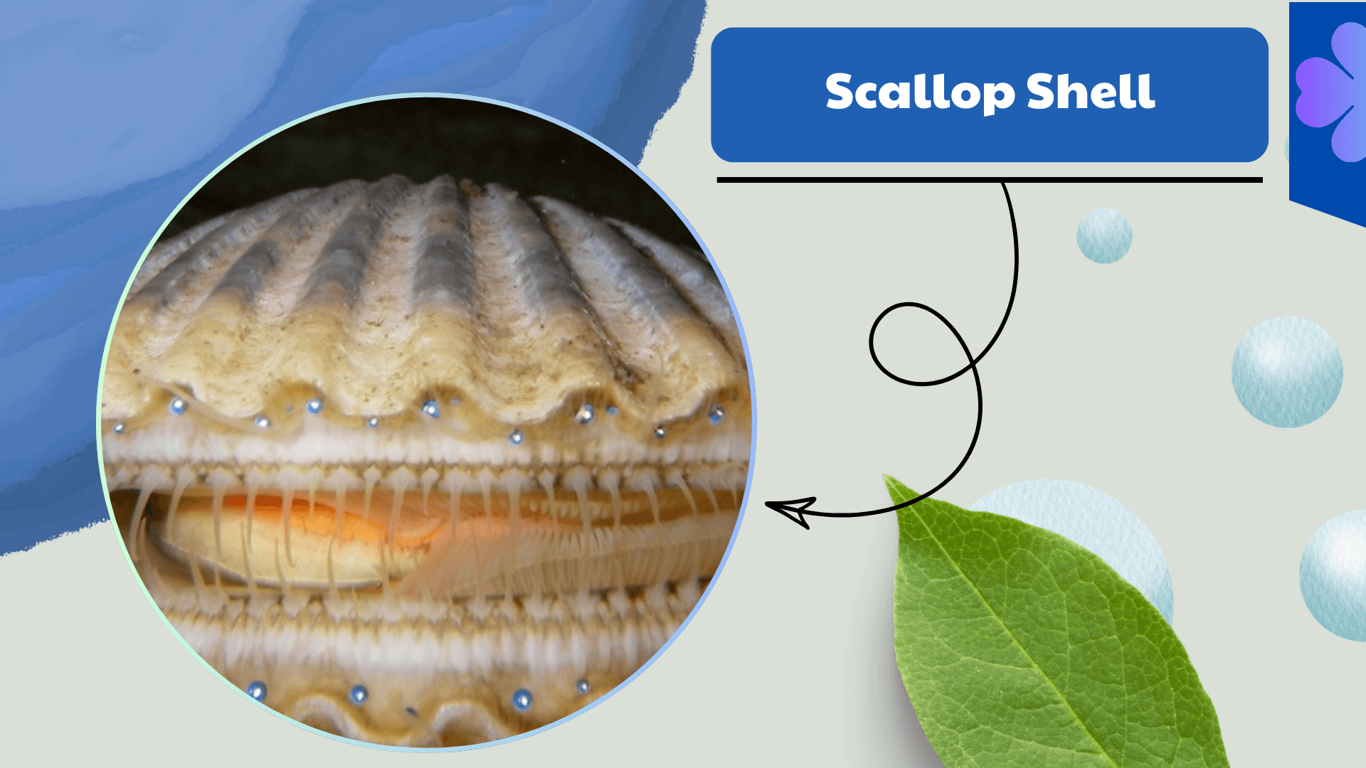 Scallop Shell