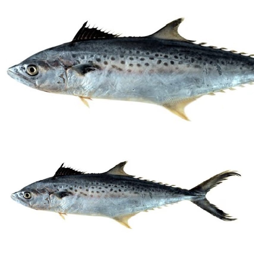 Scomberomorus avirostrus