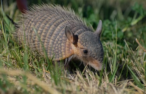 Screaming Hairy Armadillo